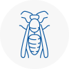 Lymington Wasp Nest Removal